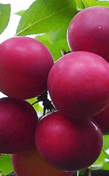 Description of the cherry plum variety Traveler, pollinators, planting and care