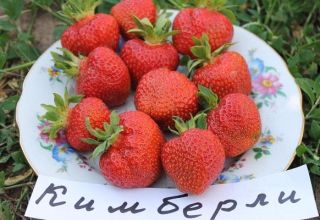 Описание и характеристики на сорта, отглеждане и размножаване на ягоди Кимбърли