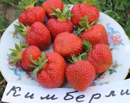 Description et caractéristiques de la variété de fraises Kimberly, culture et reproduction