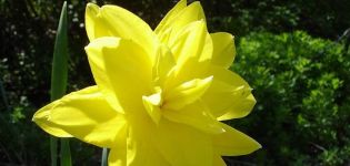 Narcizų „Golden Ducat“ veislės aprašymas ir ypatybės, sodinimas ir priežiūra