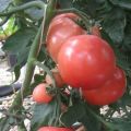 Description of the Pani Yana tomato variety, its characteristics and yield