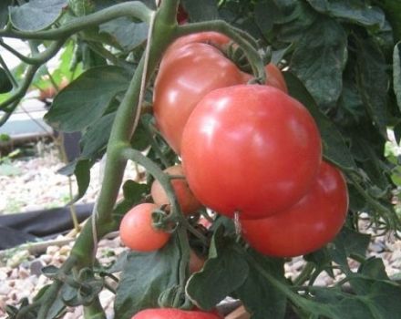 Descripción de la variedad de tomate Pani Yana, sus características y rendimiento.