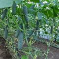 Description, characteristics and agricultural techniques of the best new varieties of cucumbers for 2020