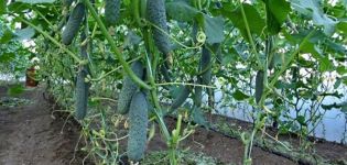Geriausių naujų agurkų veislių 2020 m. Aprašymas, savybės ir žemės ūkio technika
