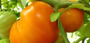 Apelsīnu sirds tomātu šķirnes (Liškina deguns) raksturojums un apraksts, tās raža