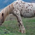 Chubarinių arklių aprašymas ir veislės, išvaizda ir spalvos atspalviai