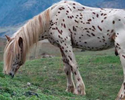 Descrizione e razze di cavalli chubar, storia dell'aspetto e sfumature di colore