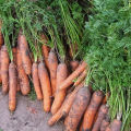 Raisons possibles pour lesquelles les carottes jaunissent dans le jardin et que faire dans ce cas
