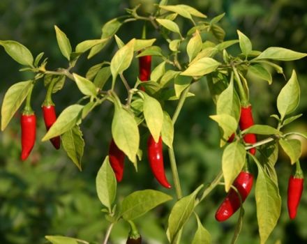 Next to what you can and cannot plant bitter pepper, how to choose a neighborhood in the garden