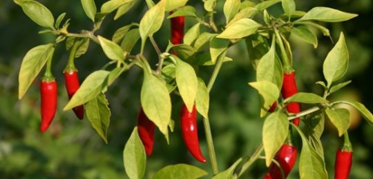 Kromě toho, co můžete a nemůžete zasadit hořké papriky, jak vybrat sousedství v zahradě