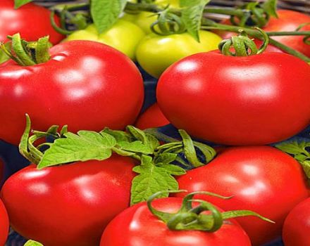 Beskrivning av tomatsorten Bolivar F1, dess egenskaper och utbyte