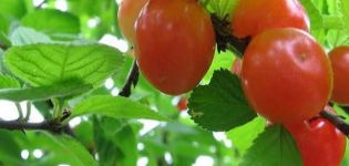 Beskrivelse af dekorative kirtelkirsebær og regler for plantning og pleje, reproduktion