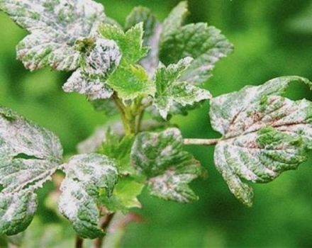 Effective measures to combat powdery mildew on currants with drugs and folk remedies