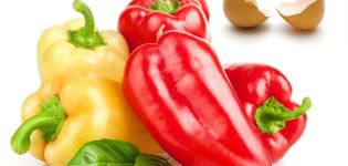 How can peppers be fed after planting in the ground for a rich harvest