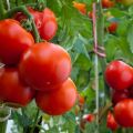 Kokias vaisines pomidorų veisles geriau sodinti Leningrado sričiai