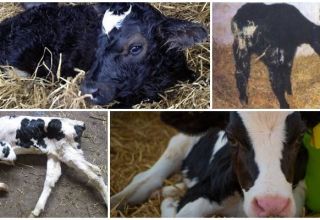Signs and who is the causative agent of colibacillosis in calves, treatment and prevention