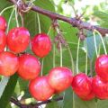 Saldžiųjų vyšnių veislės „Bryanskaya Pink“ aprašymas, sodinimas, priežiūra ir apdulkinimas