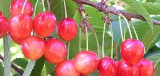 Beskrivning av sötkörsbärsorten Bryanskaya Pink, plantering, skötsel och pollinering