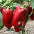 Beskrivelse og dyrkning af de bedste sorter af peber