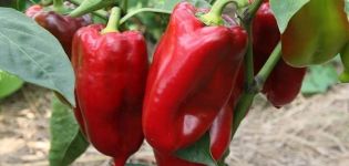 Description and cultivation of the best varieties of sweet peppers