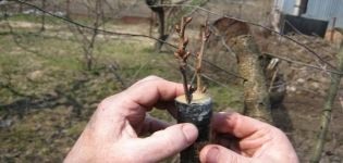 Kuinka levittää kirsikoita kesällä pistokkaita, erityisesti kasvattaa ja hoitaa taimet kotona
