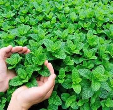 Description of the variety of Moroccan mint, features of cultivation and care