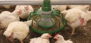 Tabla de indicadores de temperatura óptimos para el mantenimiento de pollos de engorde