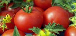 Opis odrody paradajok Sympatyaga, jej vlastnosti a výnos