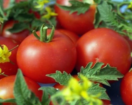 Pomidorų veislės Sympyaga aprašymas, jo savybės ir derlius