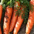 Caratteristiche e resa delle varietà di carote Canada