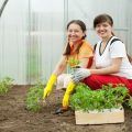 Cómo plantar tomates correctamente en un invernadero para tener una gran cosecha
