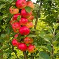 Pestovanie a starostlivosť o stĺpovitý jabloň, v akej vzdialenosti od rastliny