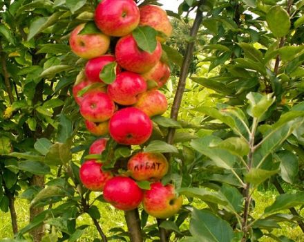 Pěstování a péče o sloupcový jabloň, v jaké vzdálenosti od rostliny
