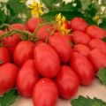De bästa tomaterna för öppen mark och växthus i Udmurtia