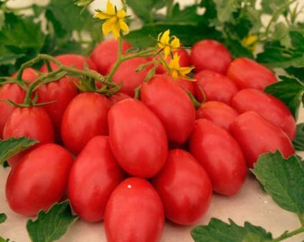 Các loại cà chua tốt nhất cho đất trống và nhà kính ở Udmurtia