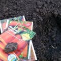 Comment planter correctement des carottes avec des graines en plein champ