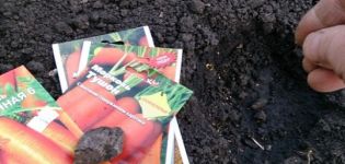 Hur man planterar morötter med frön ordentligt i det öppna fältet