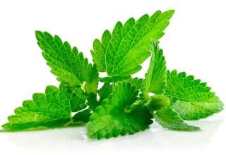 Characteristics and description of menthol mint, features of cultivation and care