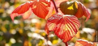 Dlaczego liście maliny czerwienieją w czerwcu, powody i co robić