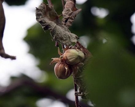Varför hasselnötter kanske inte bär frukt, orsaker och sjukdomar, sätt att lösa problemet