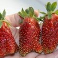 Description et caractéristiques de la variété de fraises Kupchikha, culture et entretien
