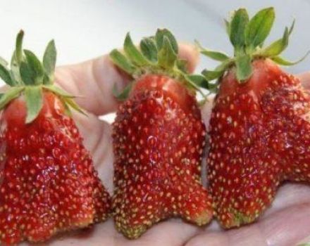 Beskrivning och egenskaper för jordgubbssorten Kupchikha, odling och skötsel