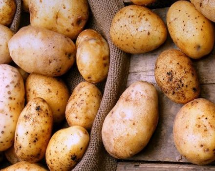 Bulvių veislės Timo aprašymas, jo savybės ir derlius