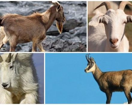 Опис и понашање дивљих коза, где живе и њихов начин живота