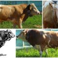 Beschreibung und Eigenschaften der Kühe der Sychevsk-Rasse, die Regeln für ihre Pflege