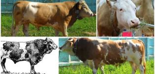Description and characteristics of cows of the Sychevsk breed, the rules for their maintenance
