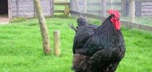 Description and characteristics of the Australorp chicken breed, rules of maintenance