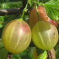 Descrizione delle migliori varietà di uva spina senza chiodi per diverse regioni