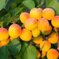 Beskrivning, egenskaper och odling av Khabarovsk aprikos, dess fördelar och nackdelar med sorten