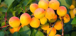 Beskrivning, egenskaper och odling av Khabarovsk aprikos, dess fördelar och nackdelar med sorten